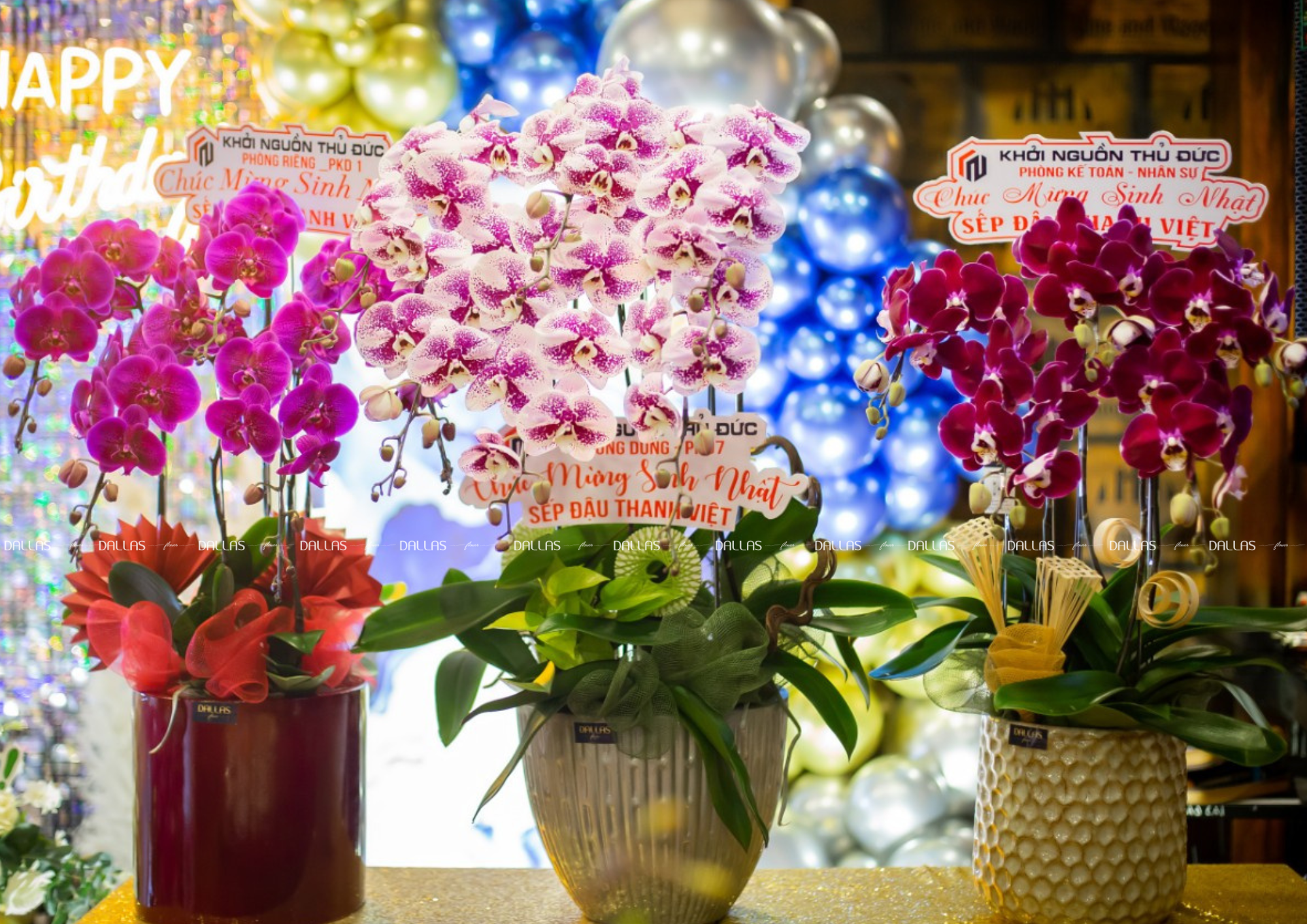 Chậu Lan Hồ Điệp Đột Biến 6 Cành (Đ6-ĐB1/01)