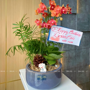 Chậu Lan Hồ Điệp Mini Cam 2 Cành Đôi (M1-C2/01)