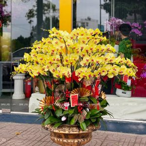 Chậu Lan Hồ Điệp Vàng Premium 50 Cành (Đ50-V1/01/CP)