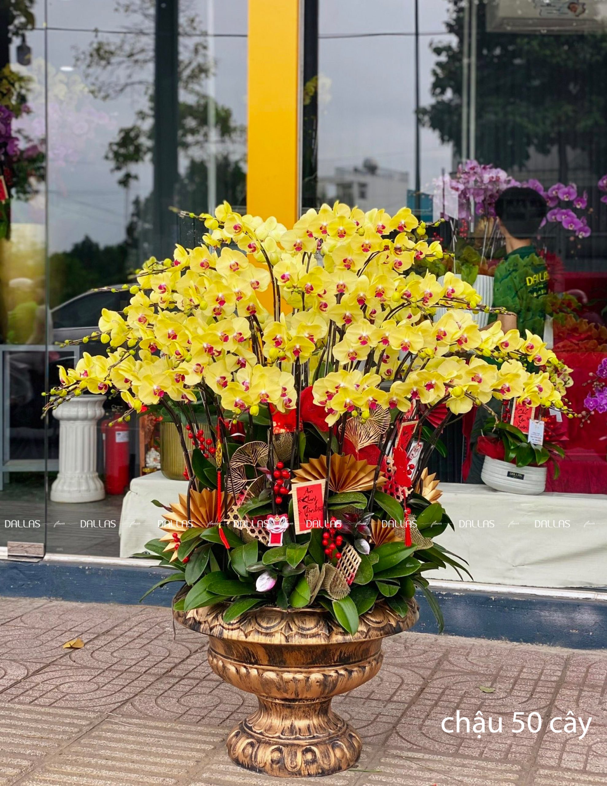 Chậu Lan Hồ Điệp Vàng Premium 50 Cành (Đ50-V1/01/CP) Chậu Lan Hồ Điệp Vàng Premium 50 Cành (Đ50-V1/01/CP)