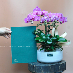 Chậu Lan Hồ Điệp Mini Tím 4 Cành Đôi (M2-Mix2/02)