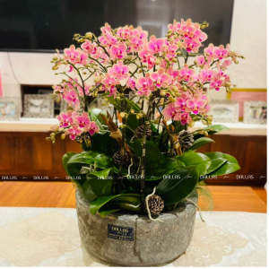 Chậu Lan Hồ Điệp Mini Hồng12 Cành Đôi (M6-H2/01)