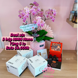 Chậu Lan Hồ Điệp Mini Hồng 4 Cành Đôi (M2-H2/03)