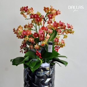 Chậu Lan Hồ Điệp Mini Cam 8 Cành Đôi (M4-C2/01)