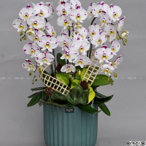 Chậu Lan Hồ Điệp Đột Biến 6 Cành (Đ6-ĐB1/03)