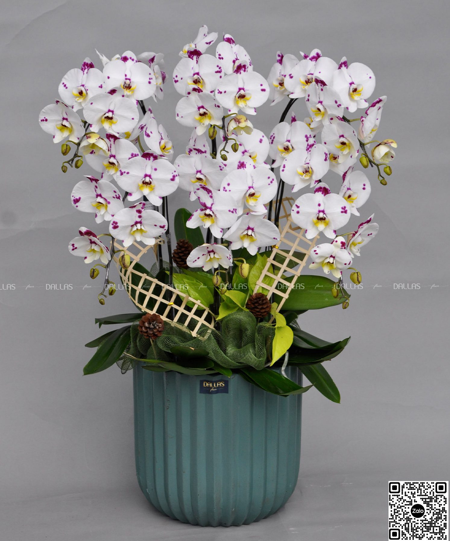 Chậu Lan Hồ Điệp Đột Biến 6 Cành (Đ6-ĐB1/03) Chậu Lan Hồ Điệp Đột Biến 6 Cành (Đ6-ĐB1/03)