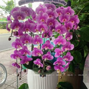 Chậu Lan Hồ Điệp Hồng Anna 6 Cành (Đ6-H1/01)