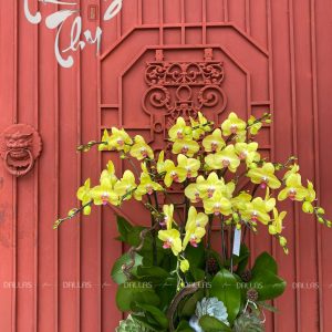 Lan Hồ Điệp Vàng Chậu Mây 10 Cành (Đ10-V1/02)