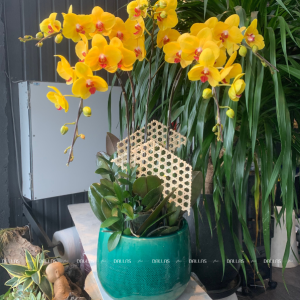 Chậu Lan Hồ Điệp Vàng 5 Cành (Đ5-V1/09)