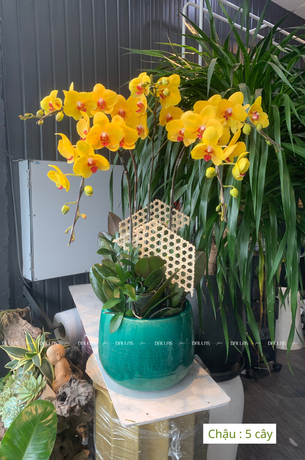 Chậu Lan Hồ Điệp Vàng 5 Cành (Đ5-V1/09) Chậu Lan Hồ Điệp Vàng 5 Cành (Đ5-V1/09)