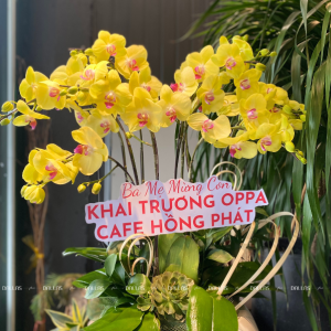 Chậu Lan Hồ Điệp Vàng 10 Cành Đôi (Đ5-V2/01)