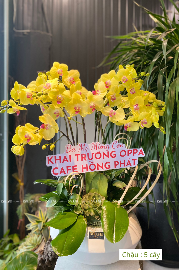 Chậu Lan Hồ Điệp Vàng 10 Cành Đôi (Đ5-V2/01) Chậu Lan Hồ Điệp Vàng 10 Cành Đôi (Đ5-V2/01)