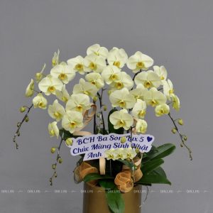 Chậu Lan Hồ Điệp Xanh Táo 5 Cành (Đ5-XT1/02)