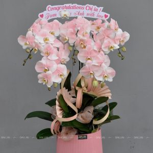 Chậu Lan Hồ Điệp Hồng Pastel 5 Cành (Đ5-NH1/01)
