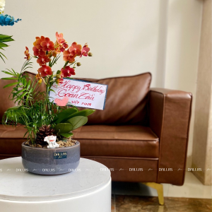 Chậu Lan Hồ Điệp Mini Cam 2 Cành Đôi (M1-C2/01)