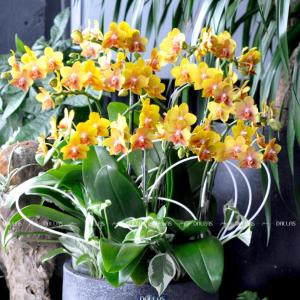 Chậu Lan Hồ Điệp Mini Vàng 12 Cành Đôi (M6-V2/01)