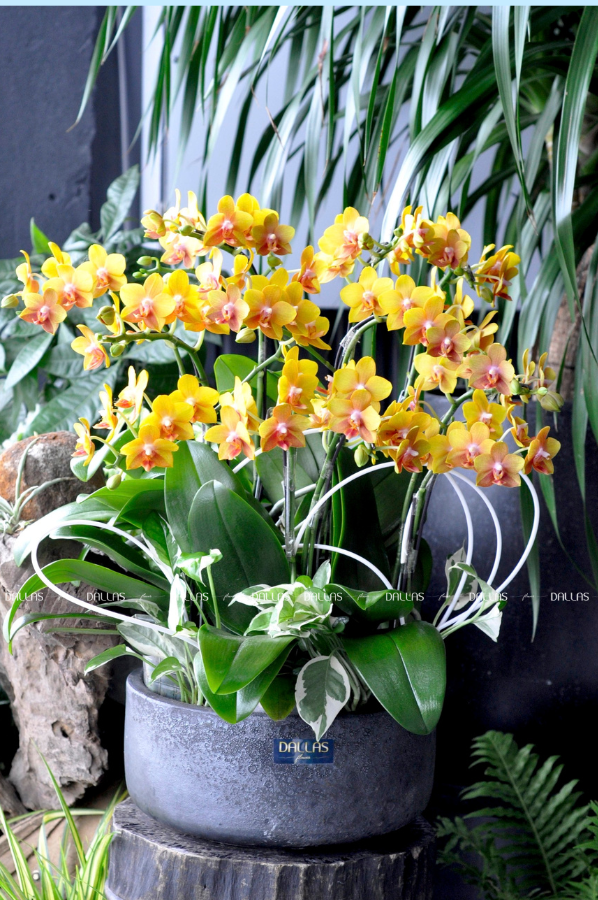 Chậu Lan Hồ Điệp Mini Vàng 12 Cành Đôi (M6-V2/01) Chậu Lan Hồ Điệp Mini Vàng 12 Cành Đôi (M6-V2/01)