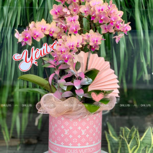 Chậu Lan Hồ Điệp Mini Hồng 4 Cành Đôi (M2-H2/03)