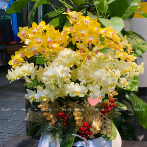 Chậu Lan Hồ Điệp Mini Mix Vàng 12 Cành Đôi (M6-Mix2/01)