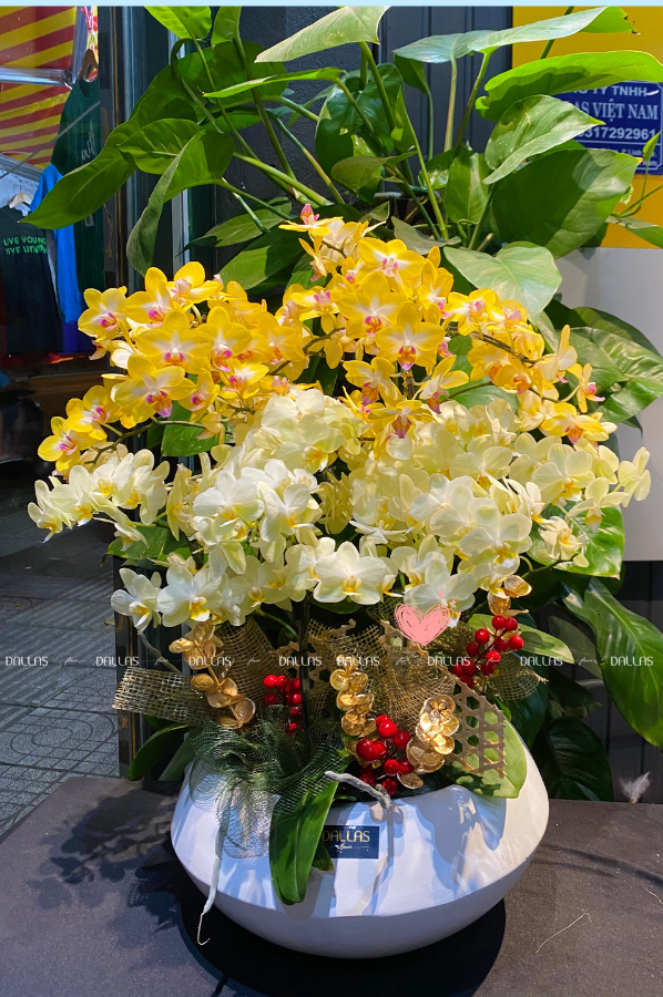 Chậu Lan Hồ Điệp Mini Mix Vàng 12 Cành Đôi (M6-Mix2/01) Chậu Lan Hồ Điệp Mini Mix Vàng 12 Cành Đôi (M6-Mix2/01)