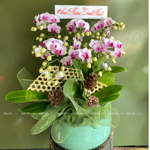 Chậu Lan Hồ Điệp Mini Hồng 6 Cành (M6-H1/01)