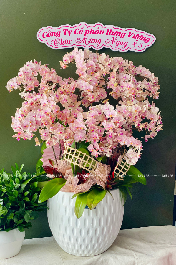 Chậu Lan Hồ Điệp Mini Hồng 18 Cành Đôi (M9-H2/01) Chậu Lan Hồ Điệp Mini Hồng 18 Cành Đôi (M9-H2/01)
