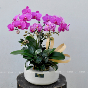 Chậu Lan Hồ Điệp Mini Tím 4 Cành Đôi (M2-Mix2/02)