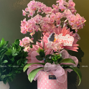 Lan Hồ Điệp Mini Hồng 4 Cành Đôi (M2-H2/05)