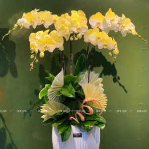 Chậu Lan Hồ Điệp Màu Vàng Gold 5 Cành (Đ5-NV1/01)