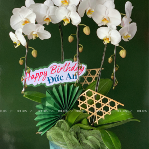 Chậu Lan Hồ Điệp Trắng 3 Cành (Đ3_TR1/09)