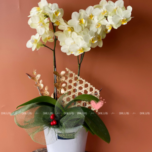 Chậu Lan Hồ Điệp Mini Xanh Táo 2 Cành (M1-XT2/03)