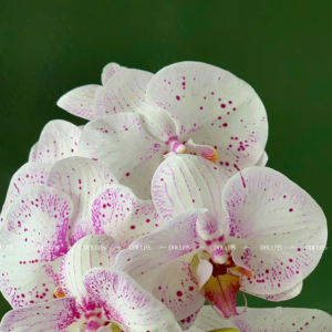 Chậu Lan Hồ Điệp Đột Biến 3 Cành (Đ3_ĐB1/02)