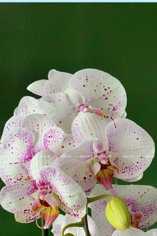 Chậu Lan Hồ Điệp Đột Biến 3 Cành (Đ3_ĐB1/02) Chậu Lan Hồ Điệp Đột Biến 3 Cành (Đ3_ĐB1/02)