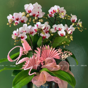 Lan Hồ Điệp Mini Hồng 6 Cành Đôi (M3-H2/03)