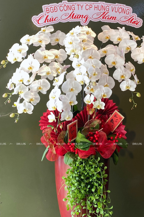 Dallas Flower - Lan Hồ Điệp