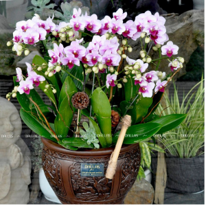 Chậu Lan Hồ Điệp Mini Hồng 10 Cành Đôi (M5-H2/01)