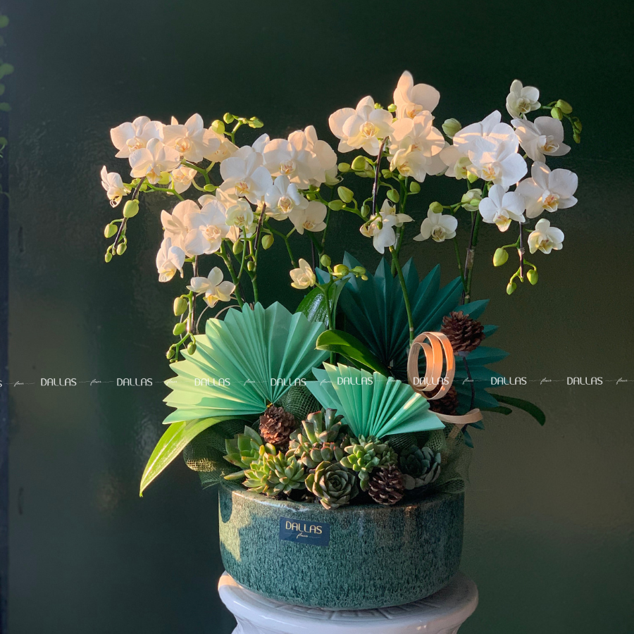 Chậu Lan Hồ Điệp Mini Trắng 4 Cành (M4-TR1/01) Chậu Lan Hồ Điệp Mini Trắng 4 Cành (M4-TR1/01)