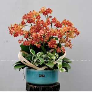 Chậu Lan Hồ Điệp Mini Cam 12 Cành Đôi (M6-C2/02)