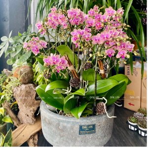 Lan Hồ Điệp Mini Hồng12 Cành Đôi (M6-H2/01)