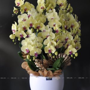 Lan Hồ Điệp Vàng Chậu 10 Cành (Đ10-V1/06)