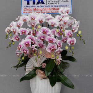 Chậu Lan Hồ Điệp Đột Biến 9 Cành (Đ9-Mix1/09)