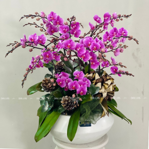 Chậu Lan Hồ Điệp Mini Tím 12 Cành Đôi (M6-TI2/01)