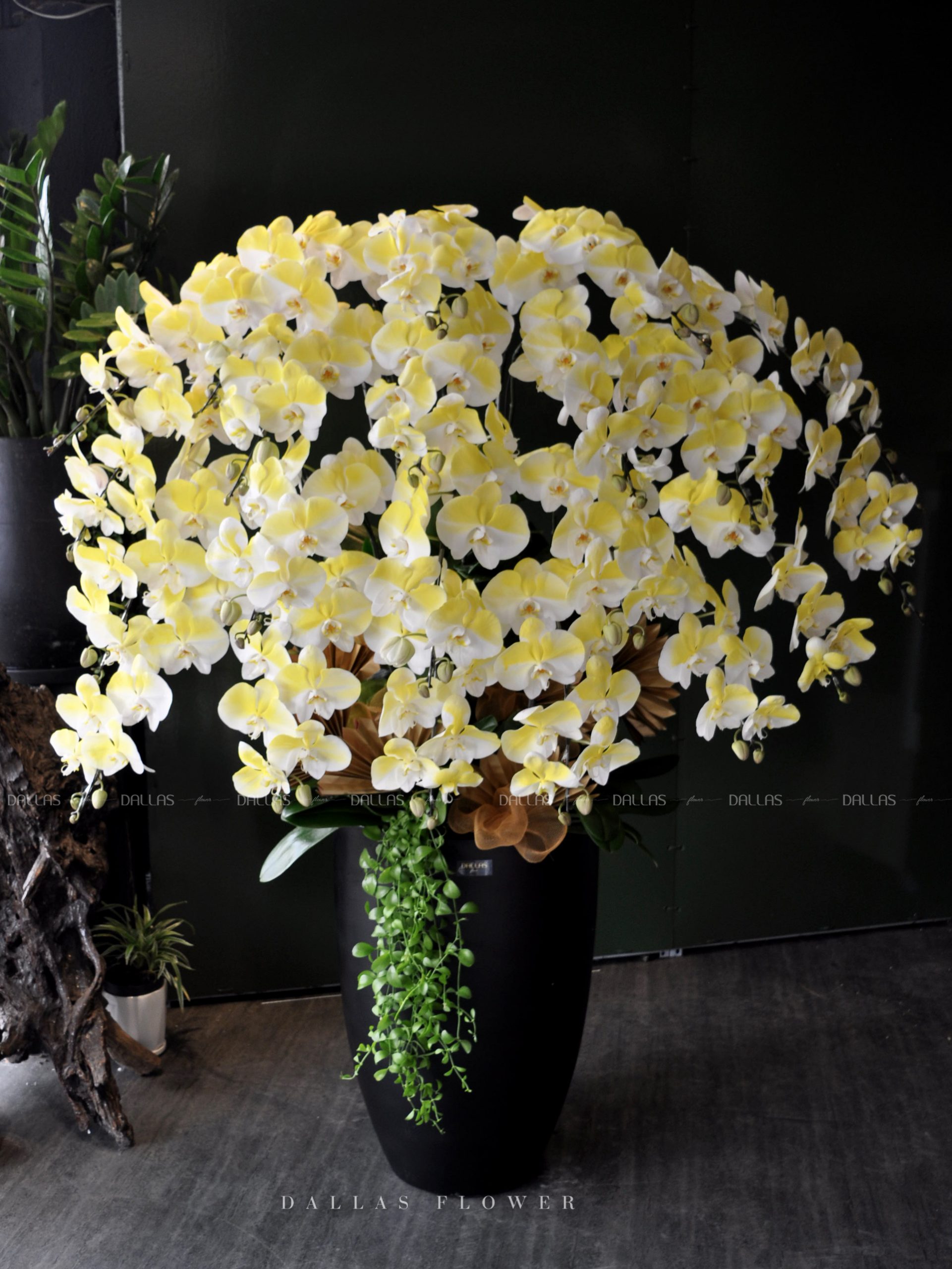 Chậu Lan Hồ Điệp Vàng Gold 20 Cành (Đ20-N1/01/CP) Chậu Lan Hồ Điệp Vàng Gold 20 Cành (Đ20-N1/01/CP)