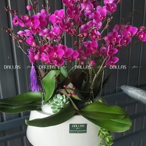 Chậu Lan Hồ Điệp Mini Tím 8 Cành Đôi (M4-TI2/01)