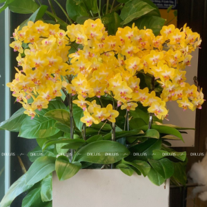 Chậu Lan Hồ Điệp Mini Vàng 6 Cành (M6-V1/02)