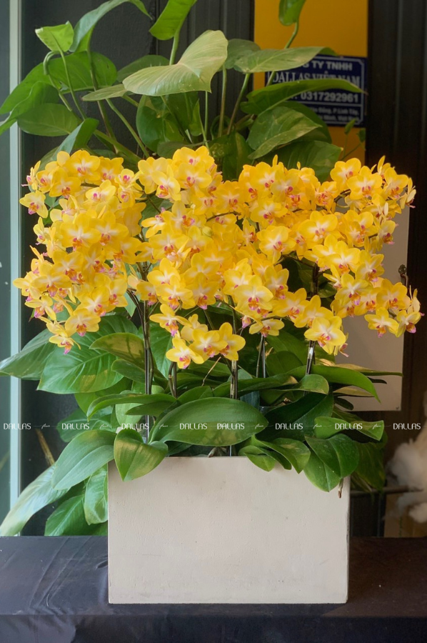 Chậu Lan Hồ Điệp Mini Vàng 6 Cành (M6-V1/02) Chậu Lan Hồ Điệp Mini Vàng 6 Cành (M6-V1/02)