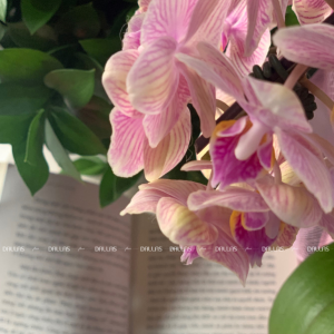 Lan Hồ Điệp Mini Hồng 4 Cành Đôi (M2-H2/05)Lan Hồ Điệp Mini Hồng 4 Cành Đôi (M2-H2/05)