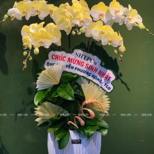 Chậu Lan Hồ Điệp Màu Vàng Gold 5 Cành (Đ5-NV1/01)