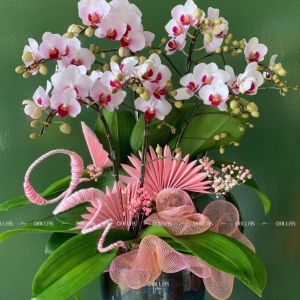 Lan Hồ Điệp Mini Hồng 6 Cành Đôi (M3-H2/03)