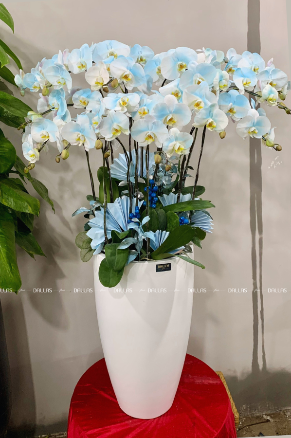 Chậu Lan Hồ Điệp Màu Xanh Dương 14 Cành Đôi (Đ7-NX2/01) Chậu Lan Hồ Điệp Màu Xanh Dương 14 Cành Đôi (Đ7-NX2/01)